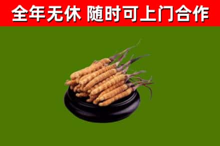 大关县回收冬虫夏草