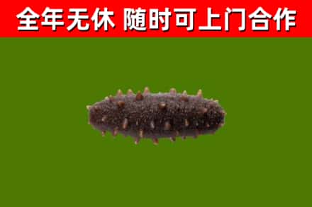 大关县回收海参干
